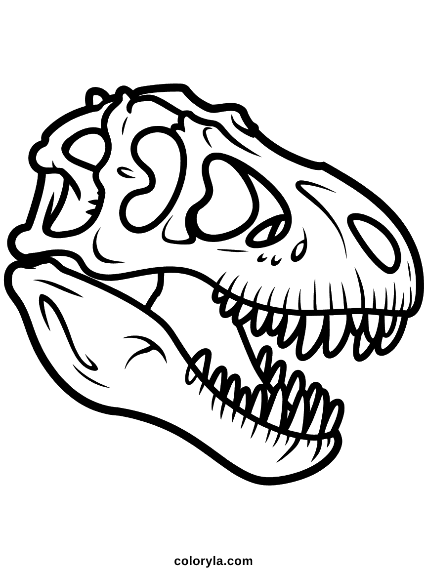 Un grand crâne fossile de T-Rex avec d'immenses dents et une structure osseuse détaillée sur un fond simple.